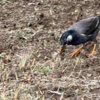 オサンポ walk - 鳥bird : ムクドリを grey starling