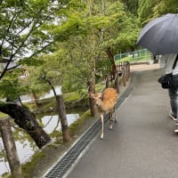 こんなところにも🦌な日