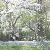 桜の季節　2024