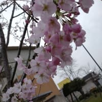 今年の桜にさようなら