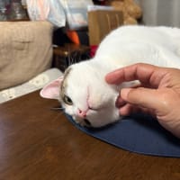 アゴを撫でたら目が飛んだ🙀