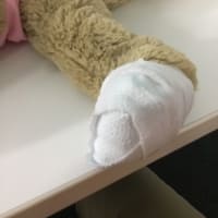 ペットセーバー受講