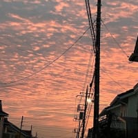 昨日の一枚