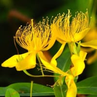 美容柳の花