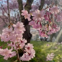 フィナーレを飾る八重の枝垂れ桜