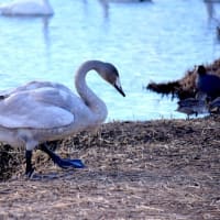 菅生沼の白鳥たち