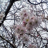 東松山ぼたん園の十月桜