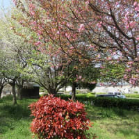 上平公園に春が来た