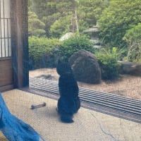 豆柴 らん vol.100 朝から