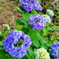 休業か