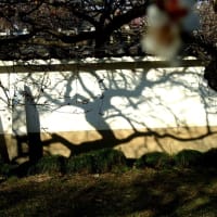 江南所無は仁徳天皇時代から存在した　水戸の浪速の梅と烈公梅の関係など