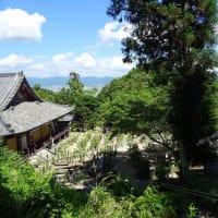 松尾寺のカサブランカ