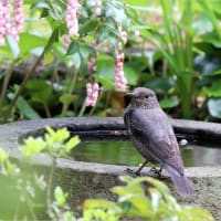 庭の小鳥たち