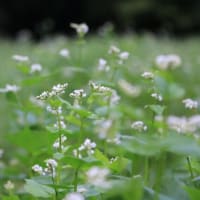 そば花盛り