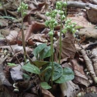 2025年7月1日(火)苫小牧「近所の自然散歩」植物調査と　2日(水)繁殖期鳥類調査