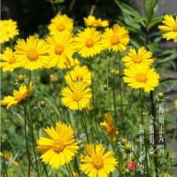 金鶏菊