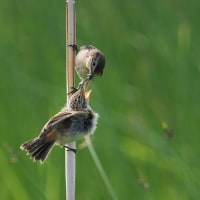 オムサロ原生花園のノビタキ幼鳥
