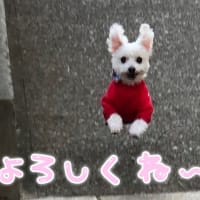 引越しします
