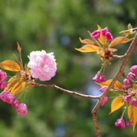愛知県東栄町、下田平野「長養院の桜」です！！