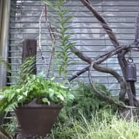 7月　花シーズン
