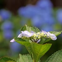 21世紀の森の紫陽花②