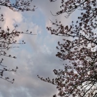 New｜あの場所の、今年の桜。(藤沢休憩所｜常陸藤沢駅跡) ibaraki.21