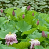ハスの花盛り　農業センター　2025/07/12（鹿児島）