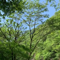 木々と水に癒される