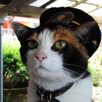 私の愛した京王線・猫電車