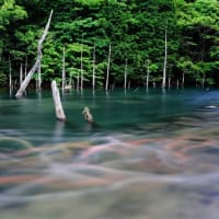 鯉流しショットに初挑戦～。