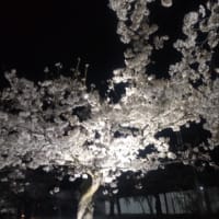 ４月１３日　夜桜