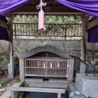 桜紀行　その5　新潟県の〝弥彦公園〟と〝彌彦神社〟