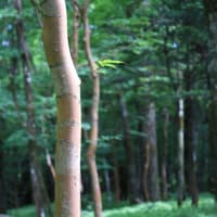 富士北麓の草原を散策　令和7年6月22日