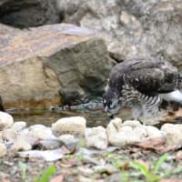 心に残る情景*「鳥景」見沼の小さな森の雛はこの撮影が最後で会うことができませんでした