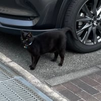 ジジィ、挙動不審