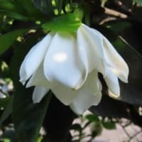 田舎へ　７月