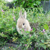 うさぎの漣