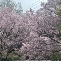桜満開🌸　お誕生日ランチ