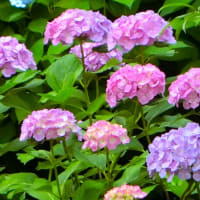ついウトウトしてしまうんです　～小平あじさい公園で～