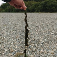 釣行 11 暑い
