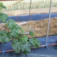 夏秋キュウリはしっかり摘花し２本仕立てに誘引