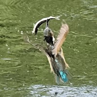 後ろ向きお魚銜え　2025.7.7