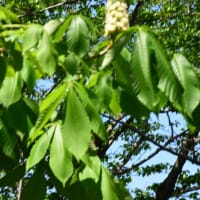 四季折々1113　片倉城跡公園の春