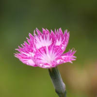 ウツボクサ・キョウカノコ・ナデシコの花