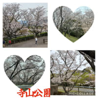 満開の桜　桜