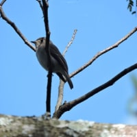 コサメビタキ Muscicapa dauurica ：ごみステーションにも?!