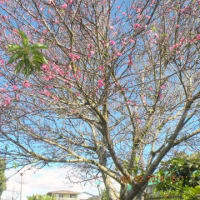 ハワイの桜？を探訪