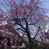 2025（令和７）年04月07日春