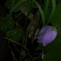 「窓のそとは雨、雨が降ってるぅ...」