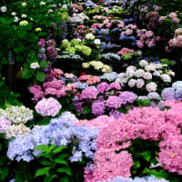 紫陽花とシーボルト-奈良県桜井市：長谷寺
